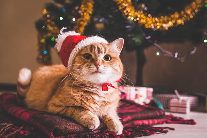From treats to toys, here's what your cat will want from Santa Paws