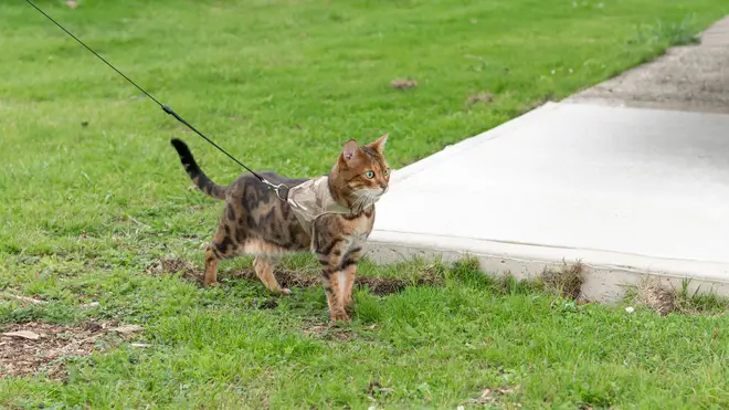 A council is considering banning cats from roaming outside