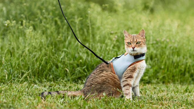Cats could be confined to leads in an area of Australia