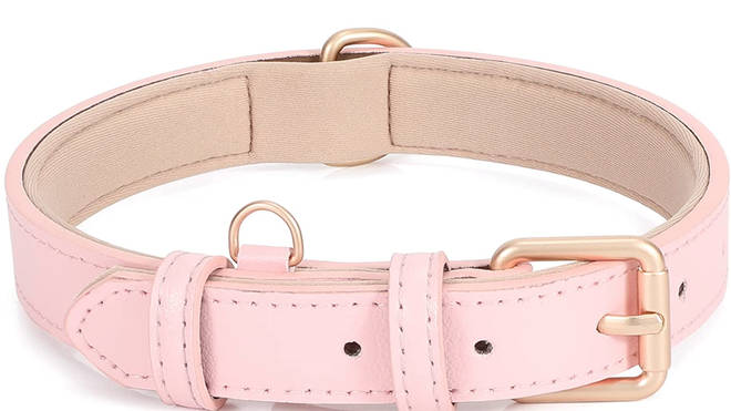 This collar comes in a number of colours, perfect for making your doggy look smart