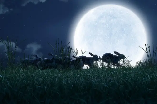 Watership Down comes to the BBC in the form of two feature-length episodes