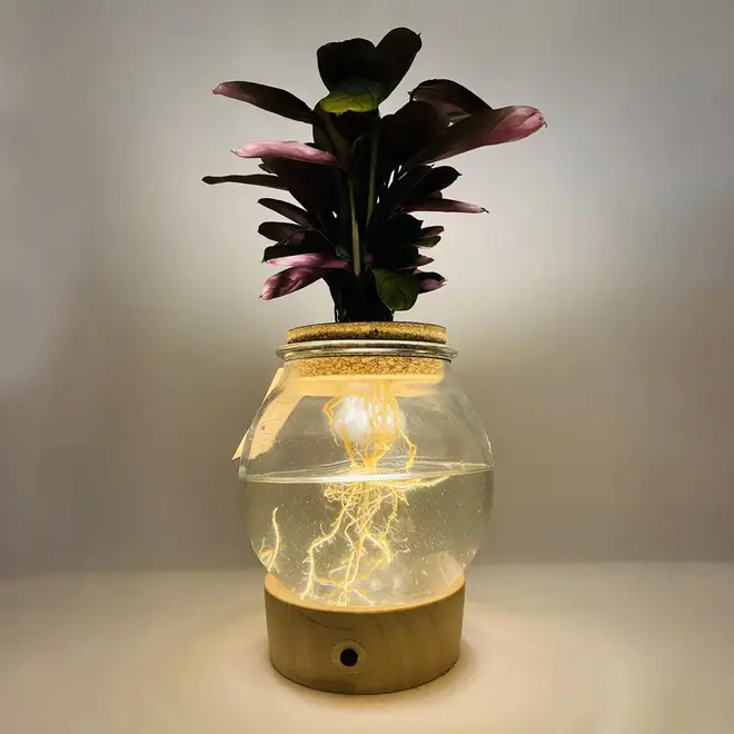 Hydroponics grande bulb vase