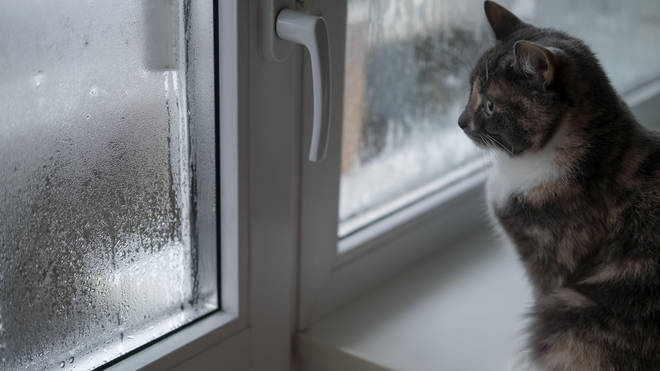 Here's how to get rid of condensation in your house