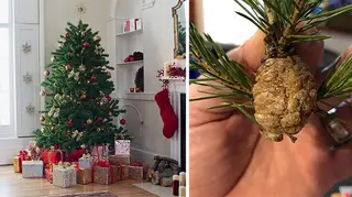 People are being warned about walnut sized lumps potentially nestled inside their Christmas trees