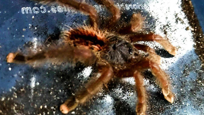 The spider was found at London Bridge station