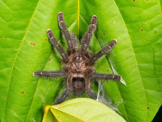 The Avicularia avicularia is native to Costa Rica and Brazil