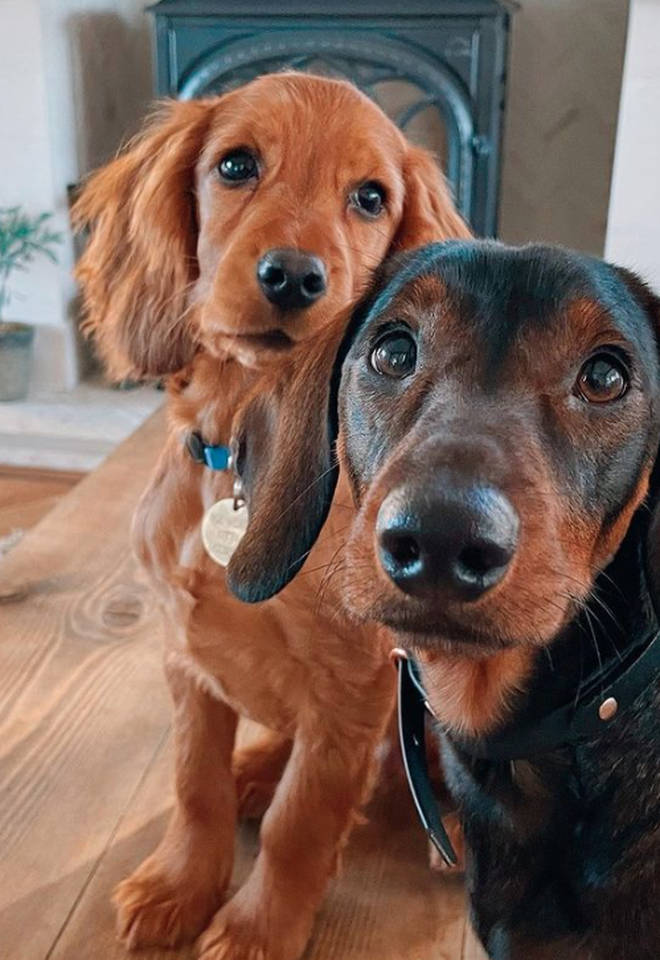 Stacey Solomon has shared photos of her new dog