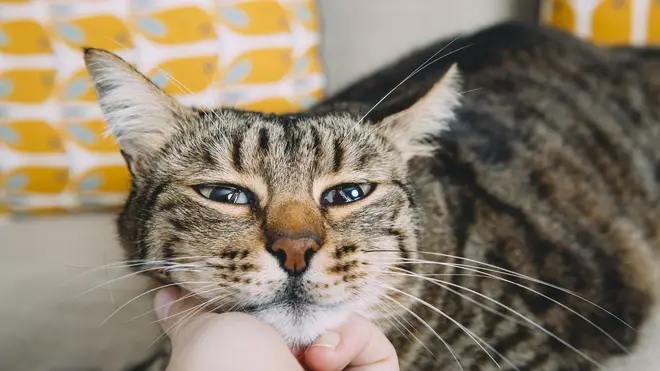 Barnaby had been missing for eight months when he was reunited with his family [Stock Image]