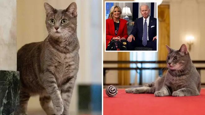 Willow the cat has moved into The White House and is said to be exploring her new home