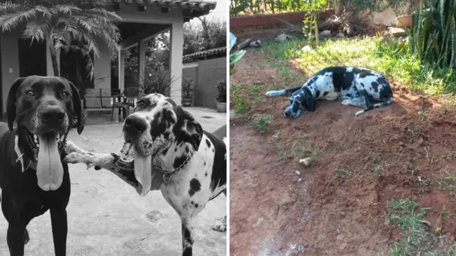 Kaya showed the true depth of her love for Gaspar as she laid on the canine's grave