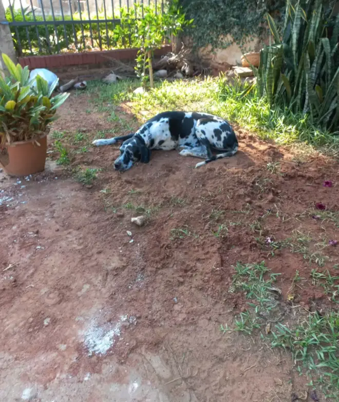 Kaya laid on top of the grave for the entire morning