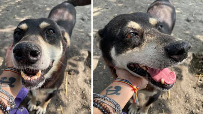 Pluto is looking for his forever home after 11 years at a rescue centre