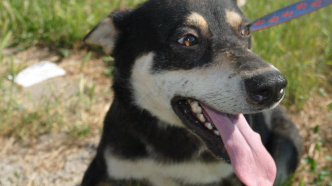 Pluto has been described as friendly, smart and sweet