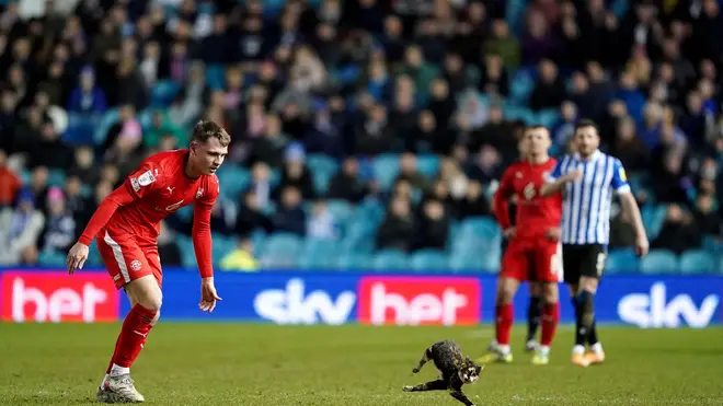 The beloved feline didn't make it easy for the footballers to catch her