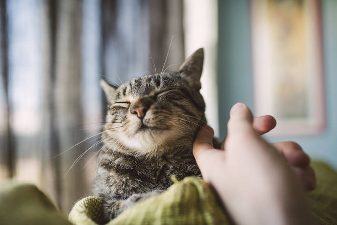 Nearly a fifth of cat and dog owners confessed to enjoying spending one-on-one time with their pet more than their other half