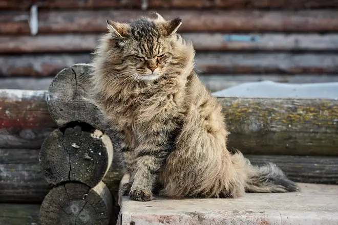 There have been some reports of cats lifting into the air due to strong winds