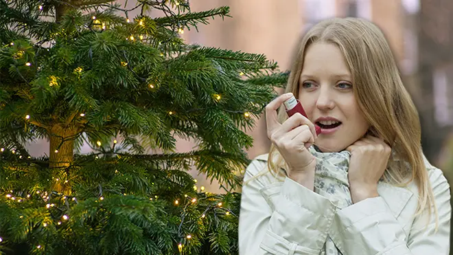 Asthma could be triggered by Christmas trees