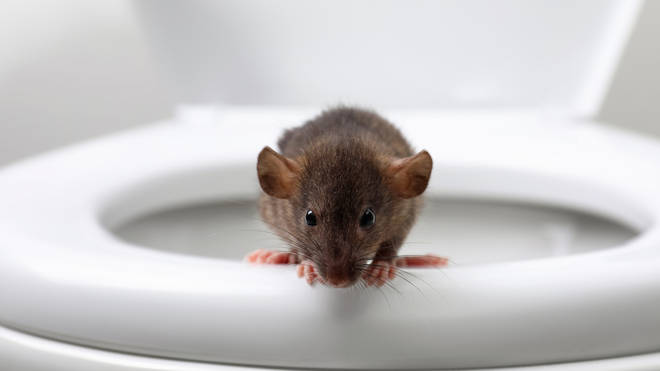 Rats could make their way out of toilets