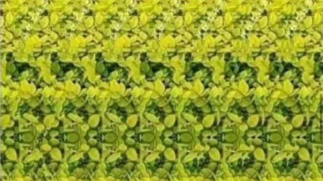 This 'magic eye' pattern has been shared to Reddit