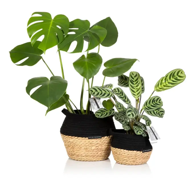 These house plants from The Little Botanical are the perfect alternative to flowers