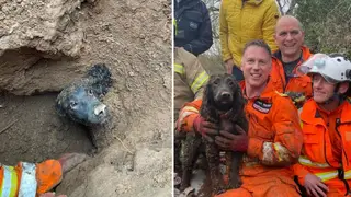 Winston the cocker spaniel was rescued almost three days after he fell into a badger sett