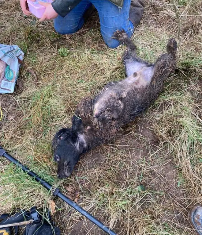 Winston was happy to be free and rolled on his back ready for some well-deserved belly rubs