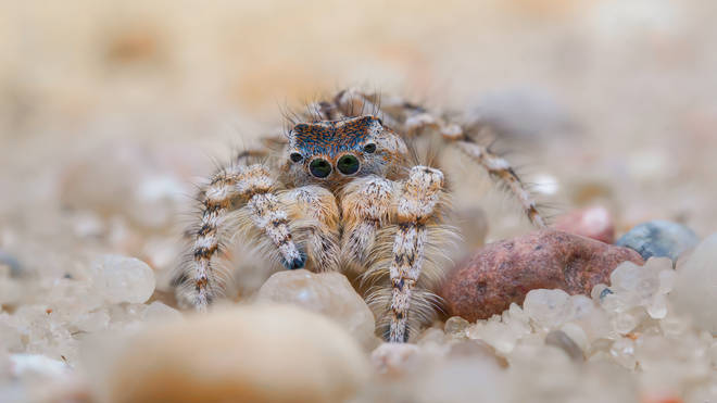 The jumping spider is endangered in the UK