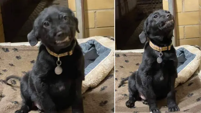 This puppy smiles at everyone who visits him