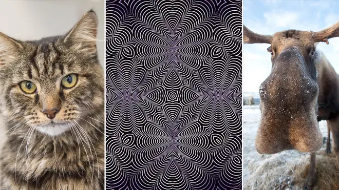 Which animal can you see in this optical illusion?