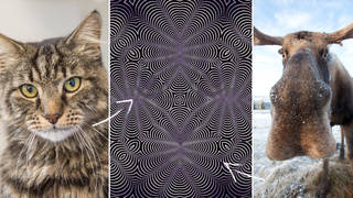 Which animal can you see in this optical illusion?
