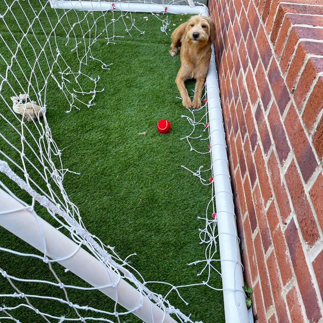 Evie managed to chew through her family's football net