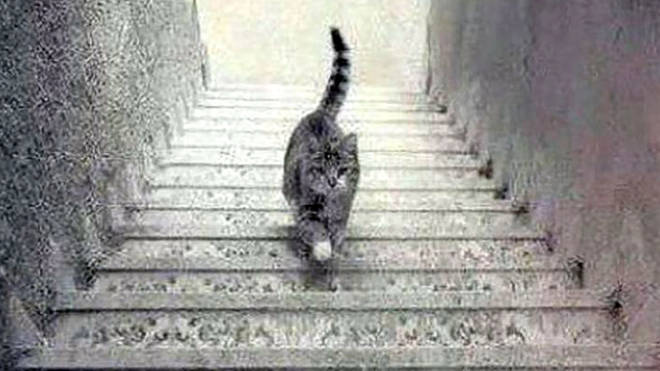 Is the cat walking up or down the stairs?