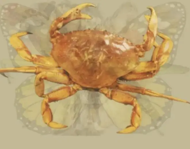 If you see a crab first, you may be shy and sensitive on the inside