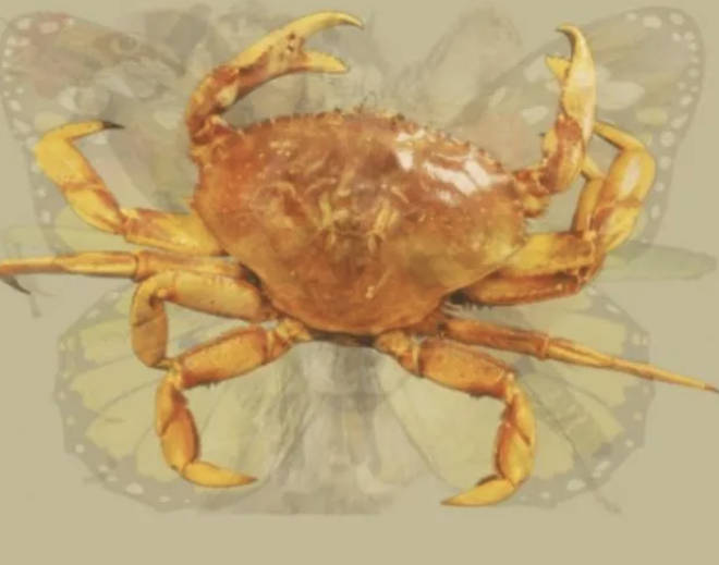 If you see a crab first, you may be shy and sensitive on the inside