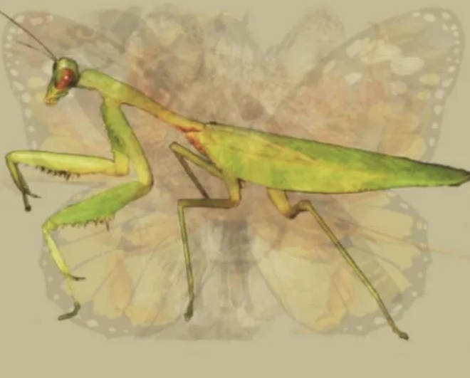 If you see a praying mantis first, you may be calm and patient