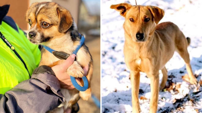 The charity are bringing abandoned dogs across to the UK to re-home