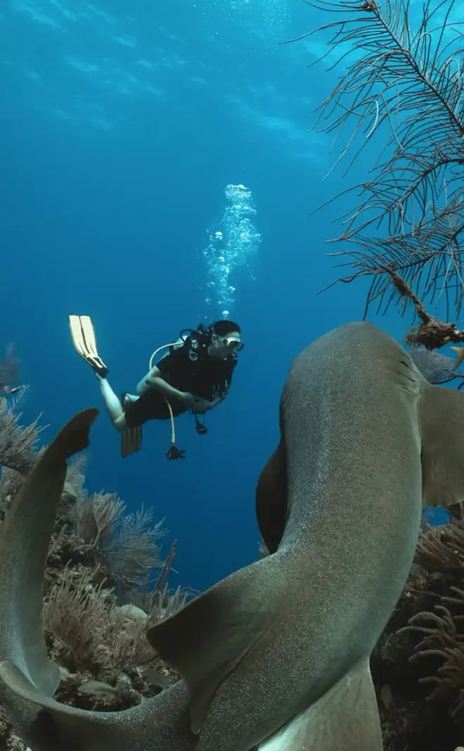 Kate Middleton swam alongside a shark during the scuba diving session