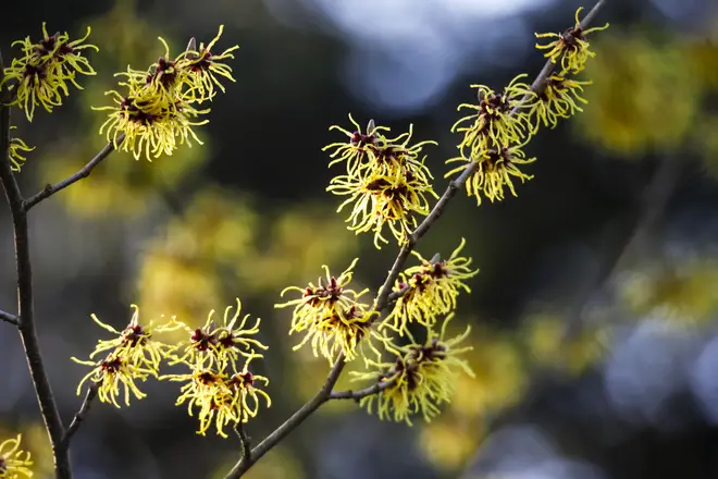 Witch hazel is great for your skin