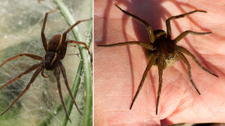 The fen raft spider is the biggest in Britain
