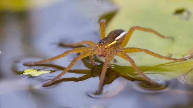 More fen raft spiders have been found in Norfolk