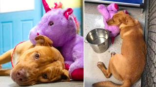 A stray dog has been taking a purple unicorn teddy