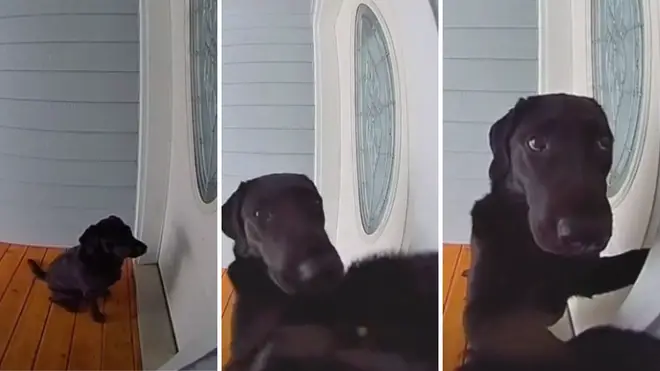 Diamond the black Labrador is one smart pooch!