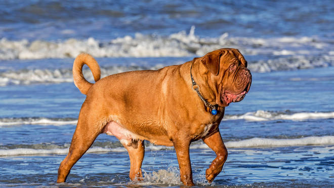 Dogs could be banned from a beach near you