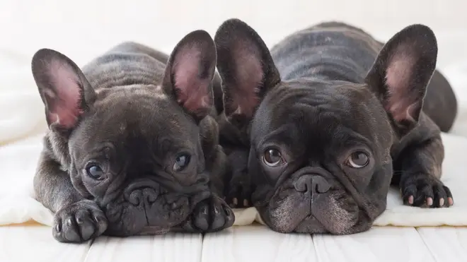 French bulldogs and pugs could be banned in the UK