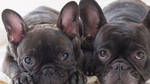 French bulldogs and pugs could be banned in the UK