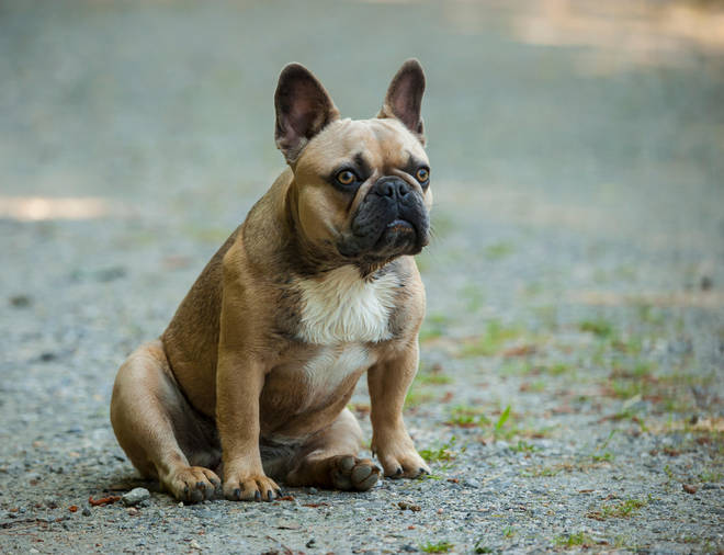 Breeding French bulldogs could be banned