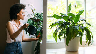 This plant could help with the mould in your house