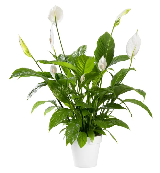 A Peace Lily could help with the mould in your house