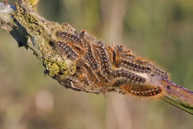 The Brown Tail Moths can cause rashes and difficulty of breathing to humans