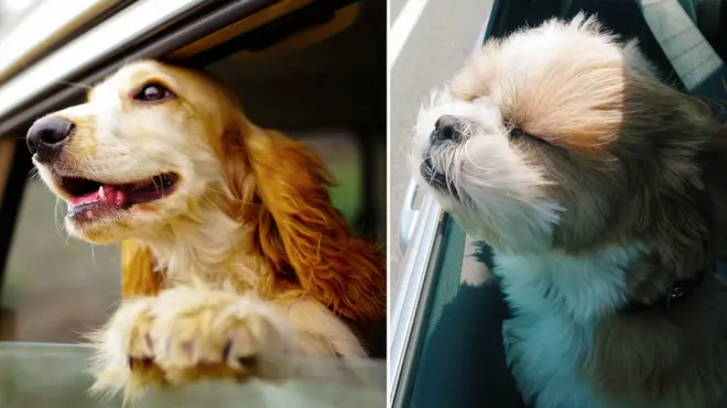 You could be fined for letting your dog stick its head out of the window